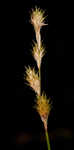 Greenwhite sedge